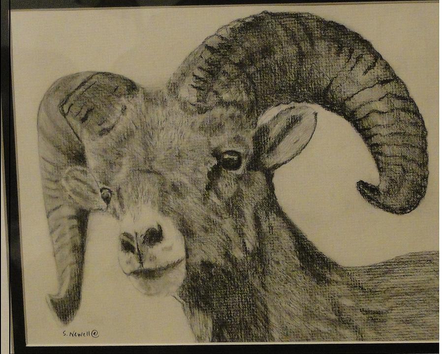 900x720 young mountain goat drawing - Mountain Goat Drawing