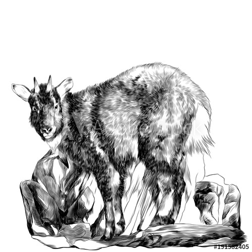 Mountain Goat Drawing at PaintingValley.com | Explore collection of ...