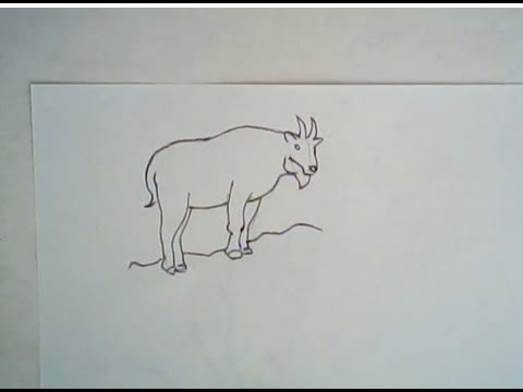 480x360 how to draw a mountain goat - Mountain Goat Drawing