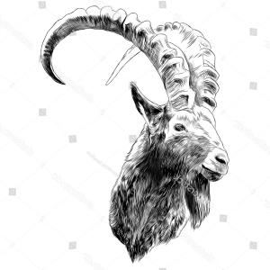 300x300 linear stylized drawing goats head vector soidergi - Mountain Goat Head Drawing