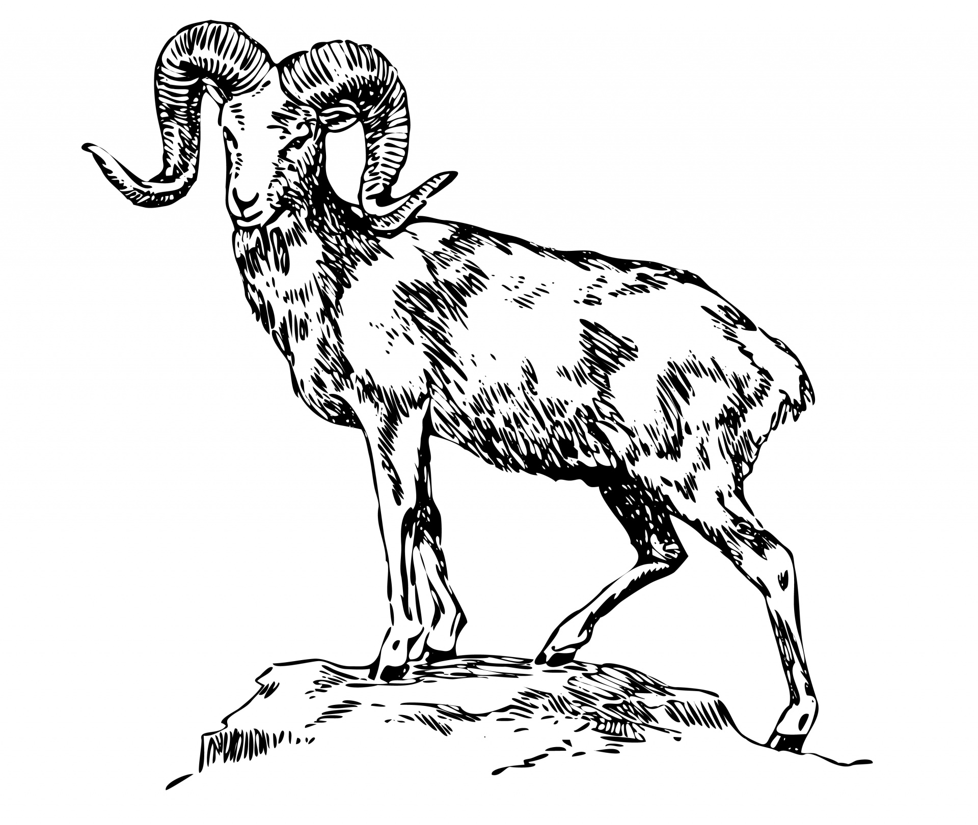1920x1621 mountain goat clipart head - Mountain Goat Head Drawing