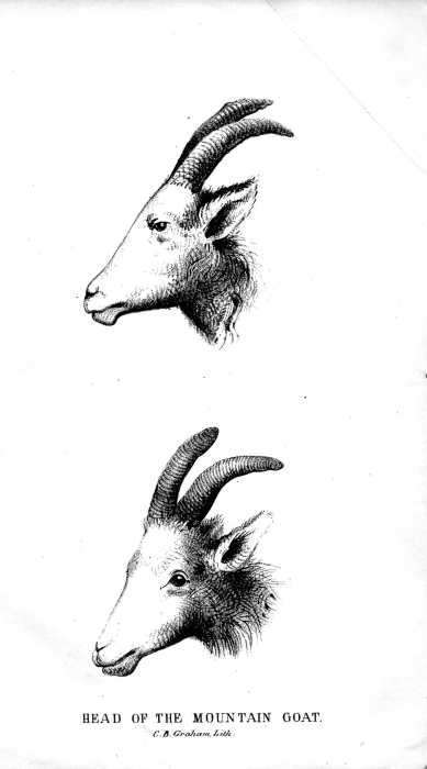 389x700 mountain goat emory survey - Mountain Goat Head Drawing