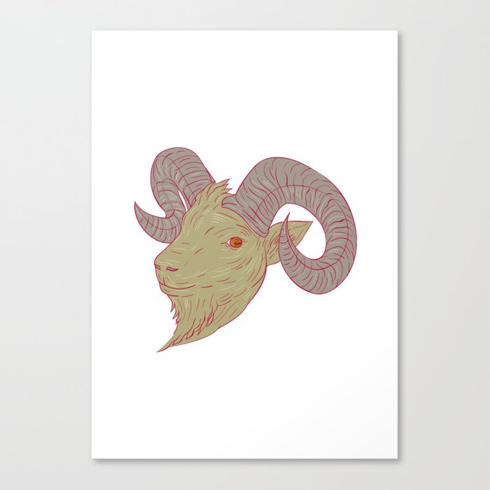 700x700 mountain goat ram head drawing canvas print - Mountain Goat Head Drawing