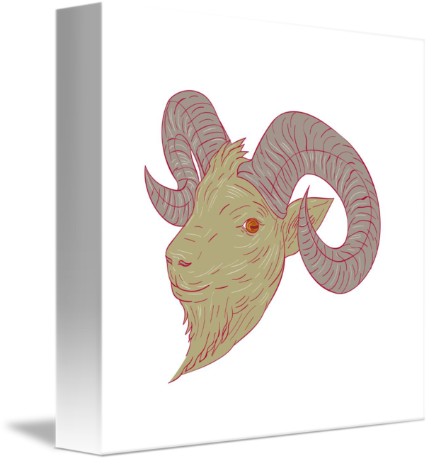 606x650 mountain goat ram head drawing - Mountain Goat Head Drawing