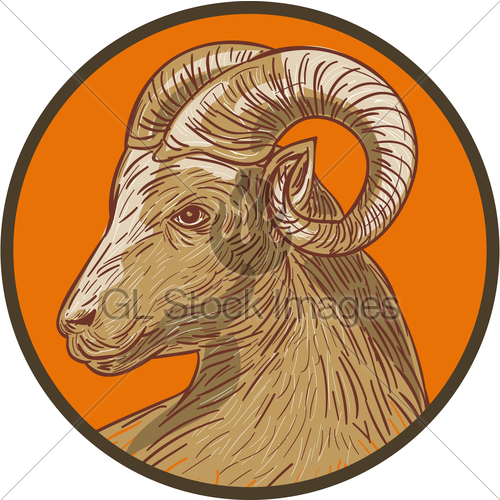 500x500 Ram Goat Head Circle Drawing Gl Stock Images - Mountain Goat Head Drawing