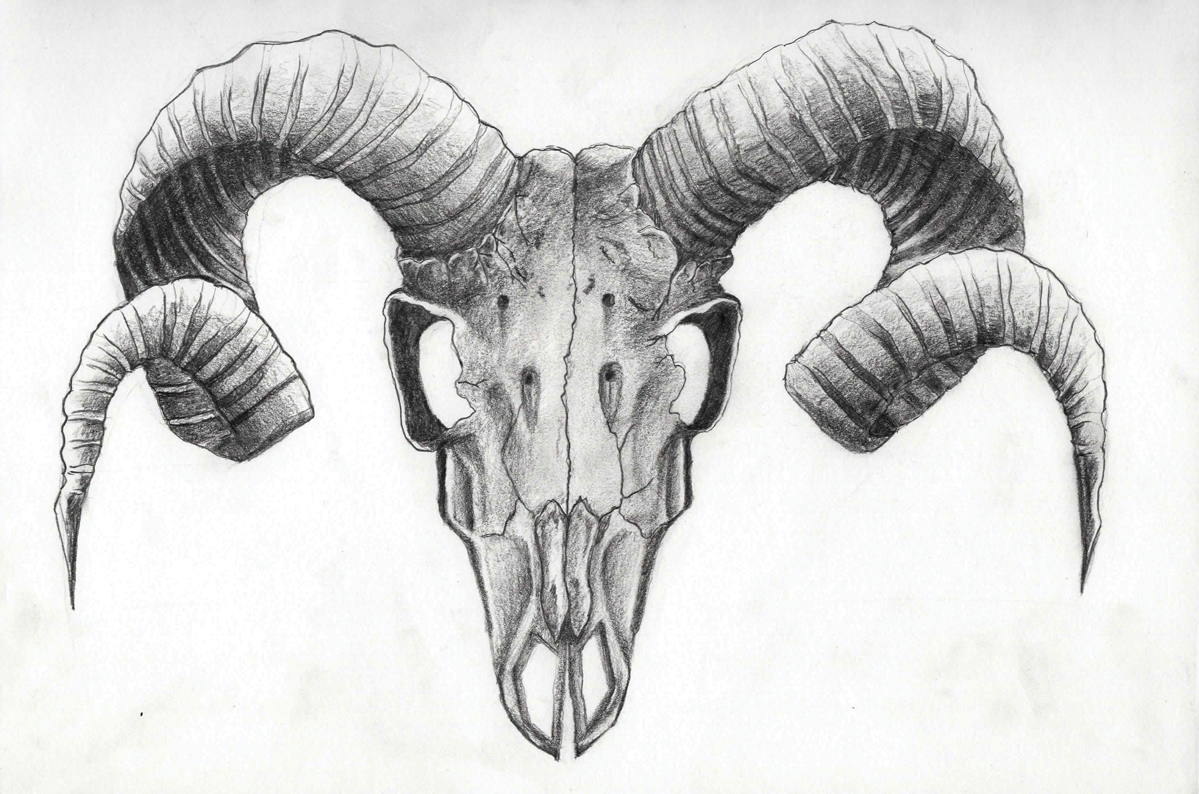 2379x1576 Goat Head Drawing - Mountain Goat Head Drawing