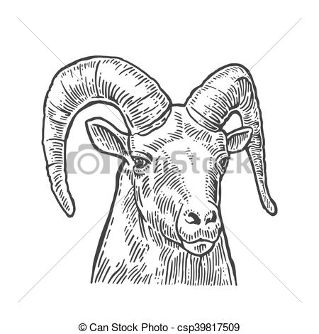 450x470 goat head on white background goat head isolated on white - Mountain Goat Head Drawing