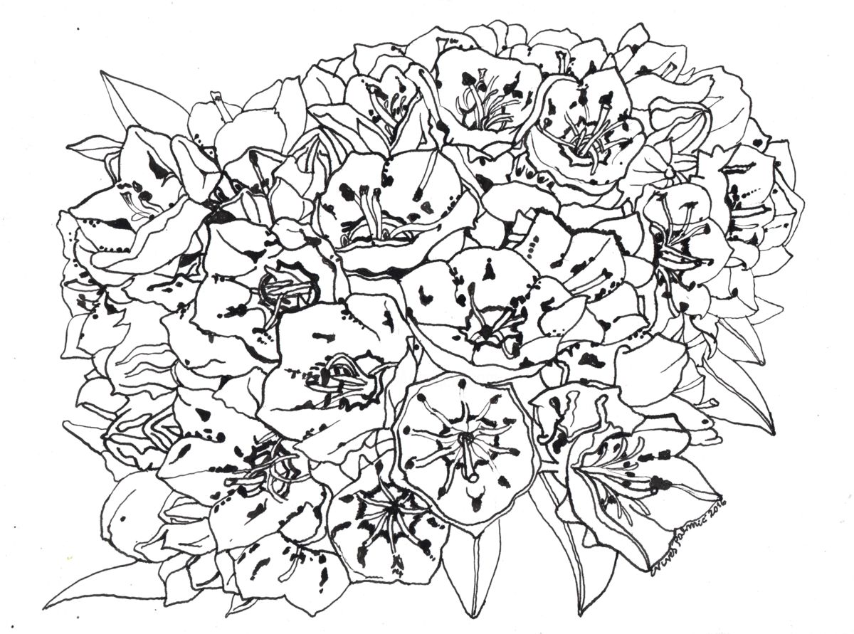 1200x891 mountain laurel flower drawing - Mountain Laurel Drawing