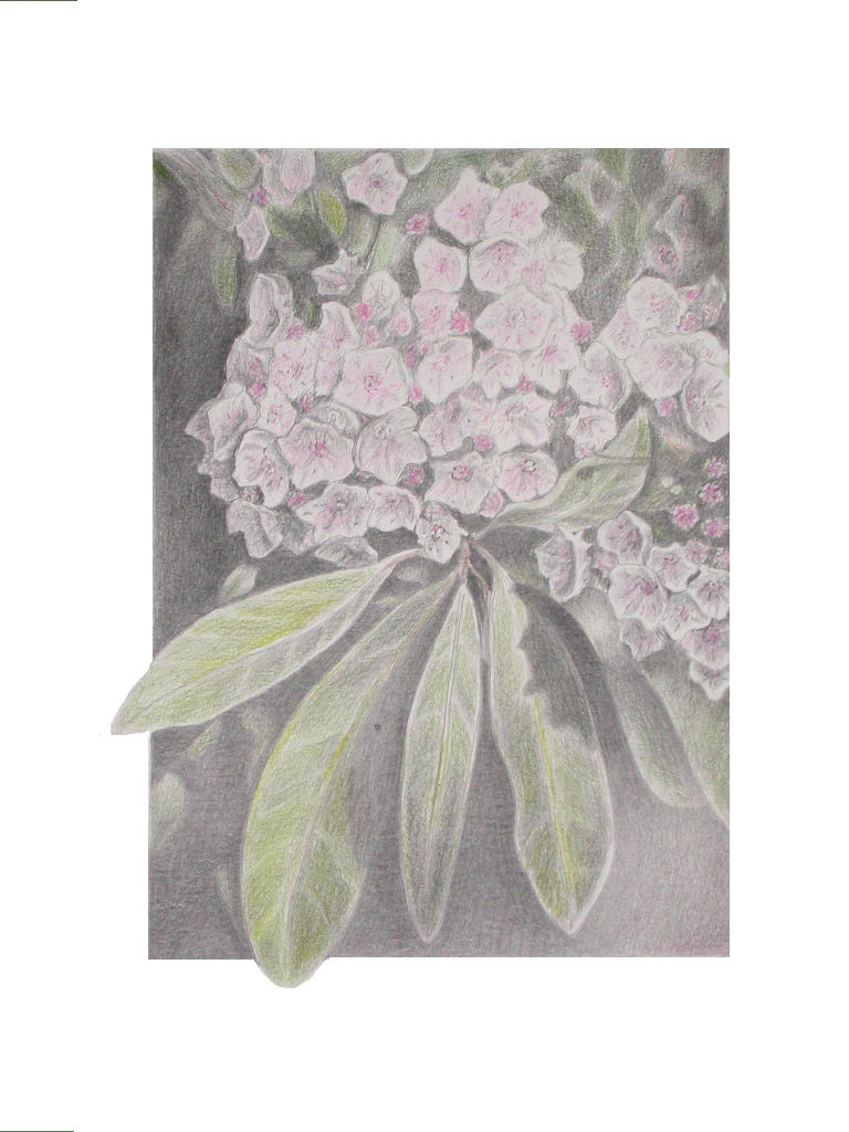 768x1024 mountain laurel drawing - Mountain Laurel Drawing