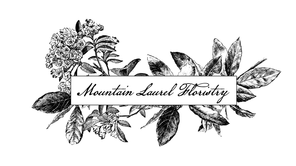 1000x562 mountain laurel floristry - Mountain Laurel Drawing