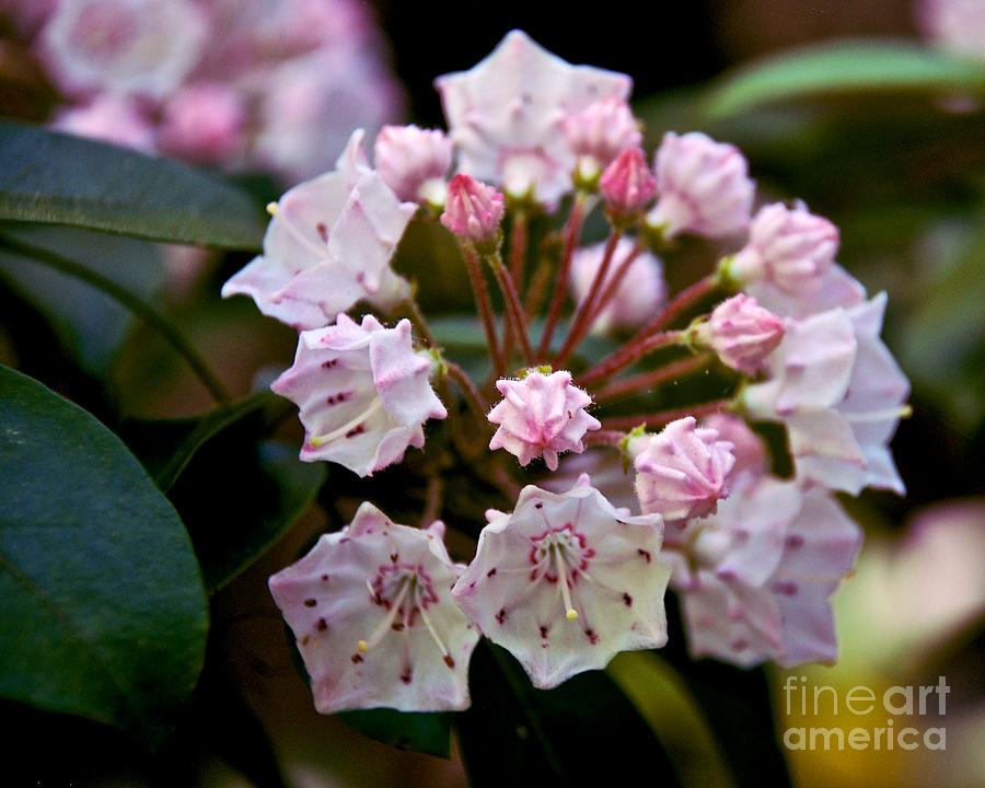 900x720 mountain laurel flowers photograph - Mountain Laurel Drawing