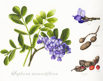 340x270 mountain laurel etsy - Mountain Laurel Drawing