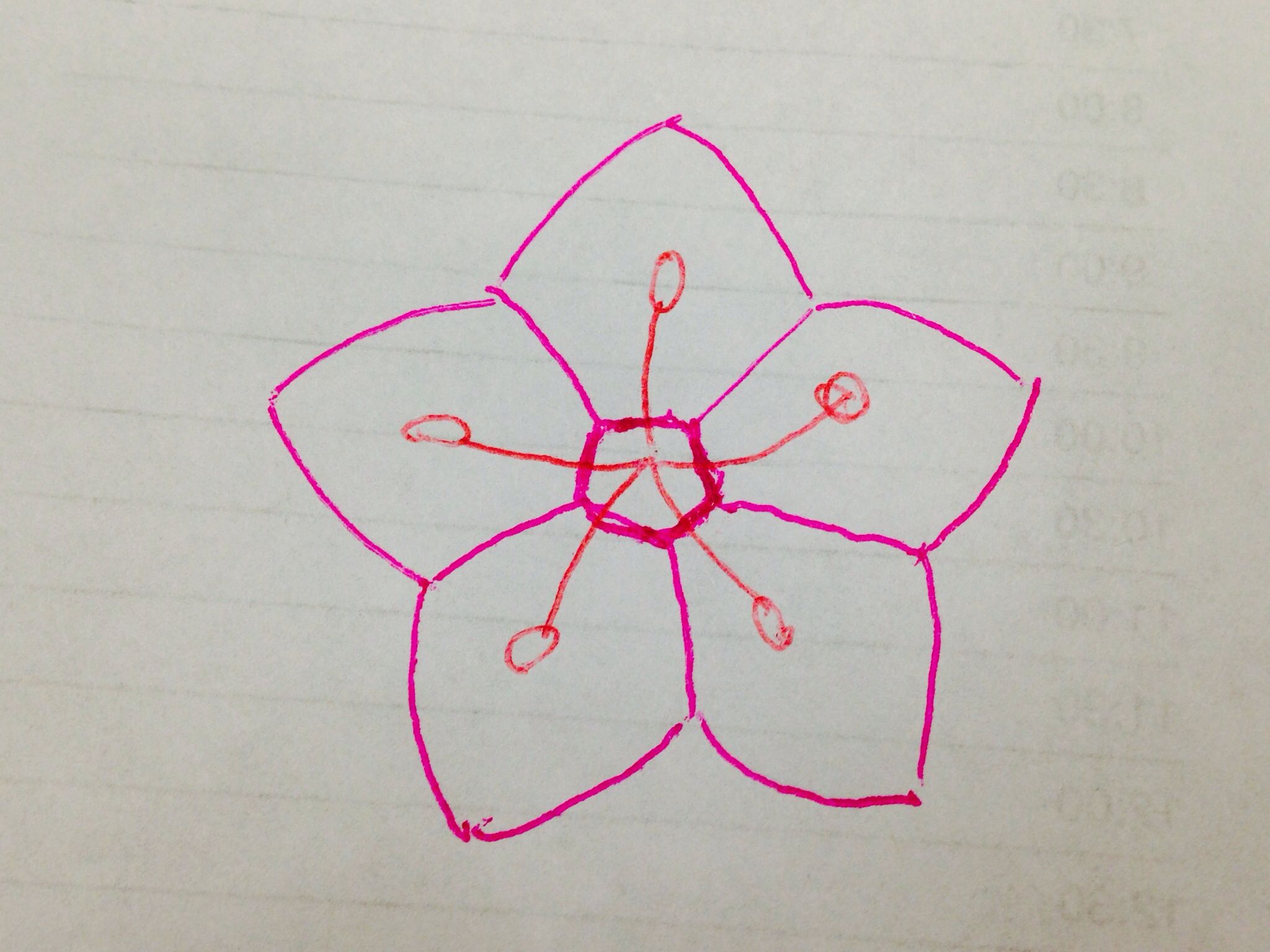 2048x1536 a rough drawing for my personal token mountain laurel cookie - Mountain Laurel Drawing