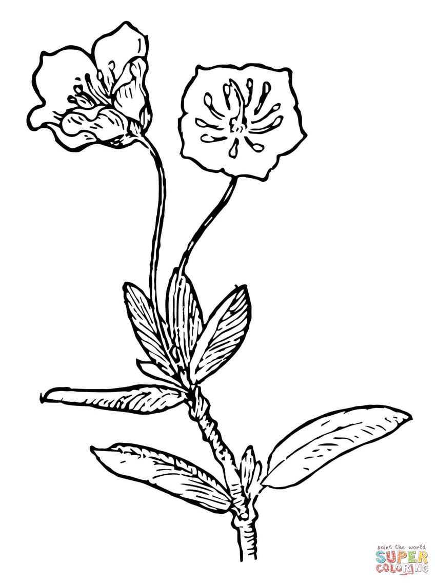 852x1136 mountain laurel tattoo mountain - Mountain Laurel Drawing
