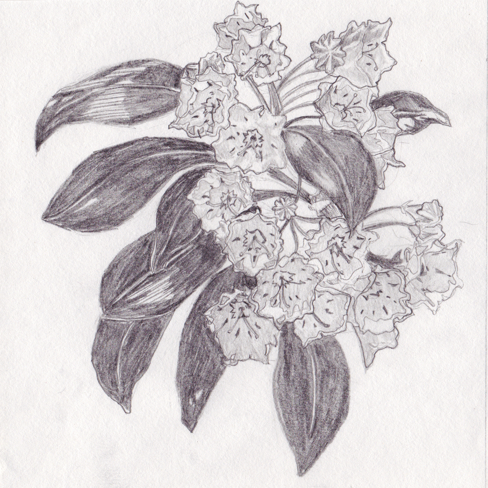 1000x1000 screen printing with hand drawn stencils starfangled press - Mountain Laurel Drawing