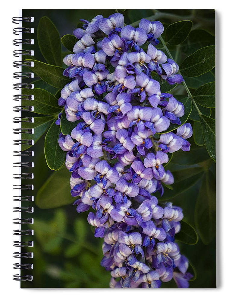 Mountain Laurel Drawing at PaintingValley.com | Explore collection of