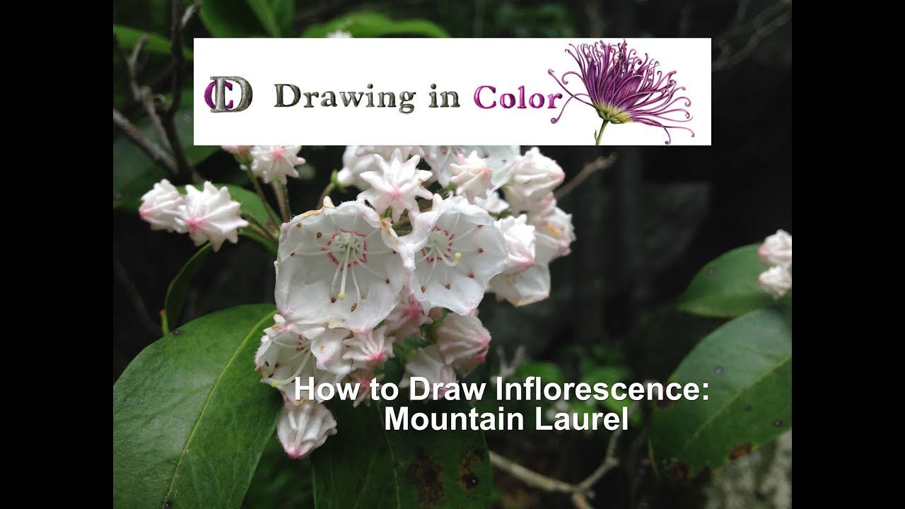 1280x720 drawing inflorescence with wendy hollender mountain laurel - Mountain Laurel Drawing