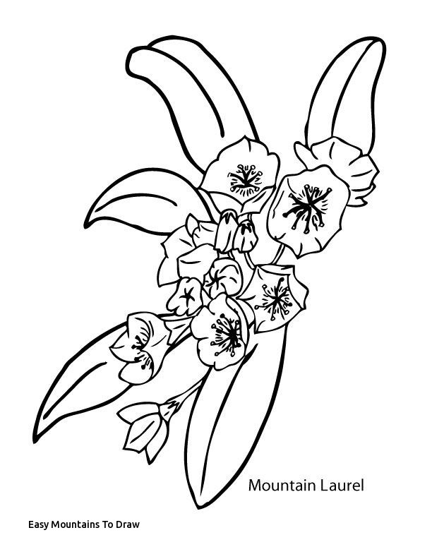 Mountain Laurel Drawing at PaintingValley.com | Explore collection of