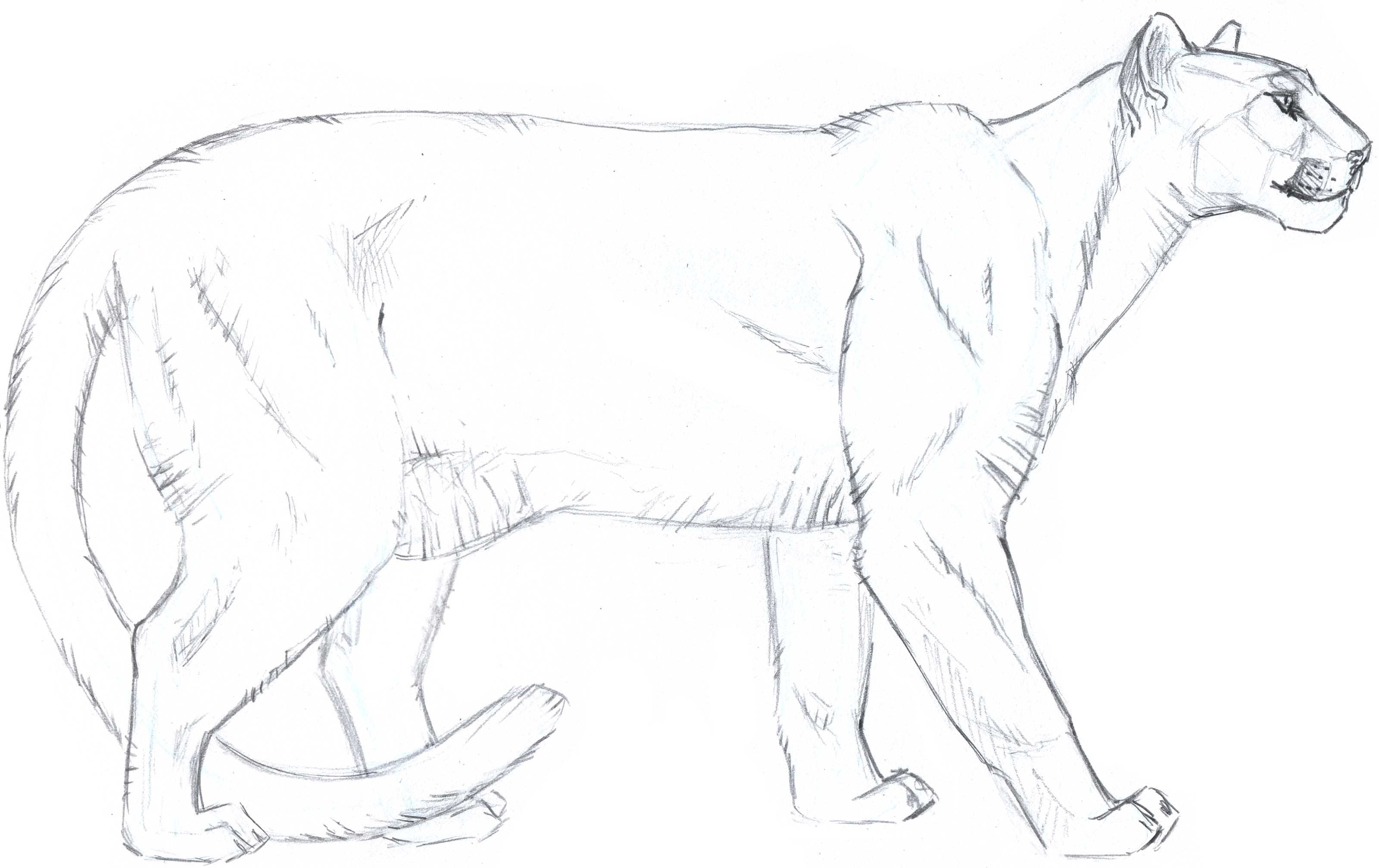 3200x2014 how to draw a mountain lion fur texture - Mountain Line Drawing