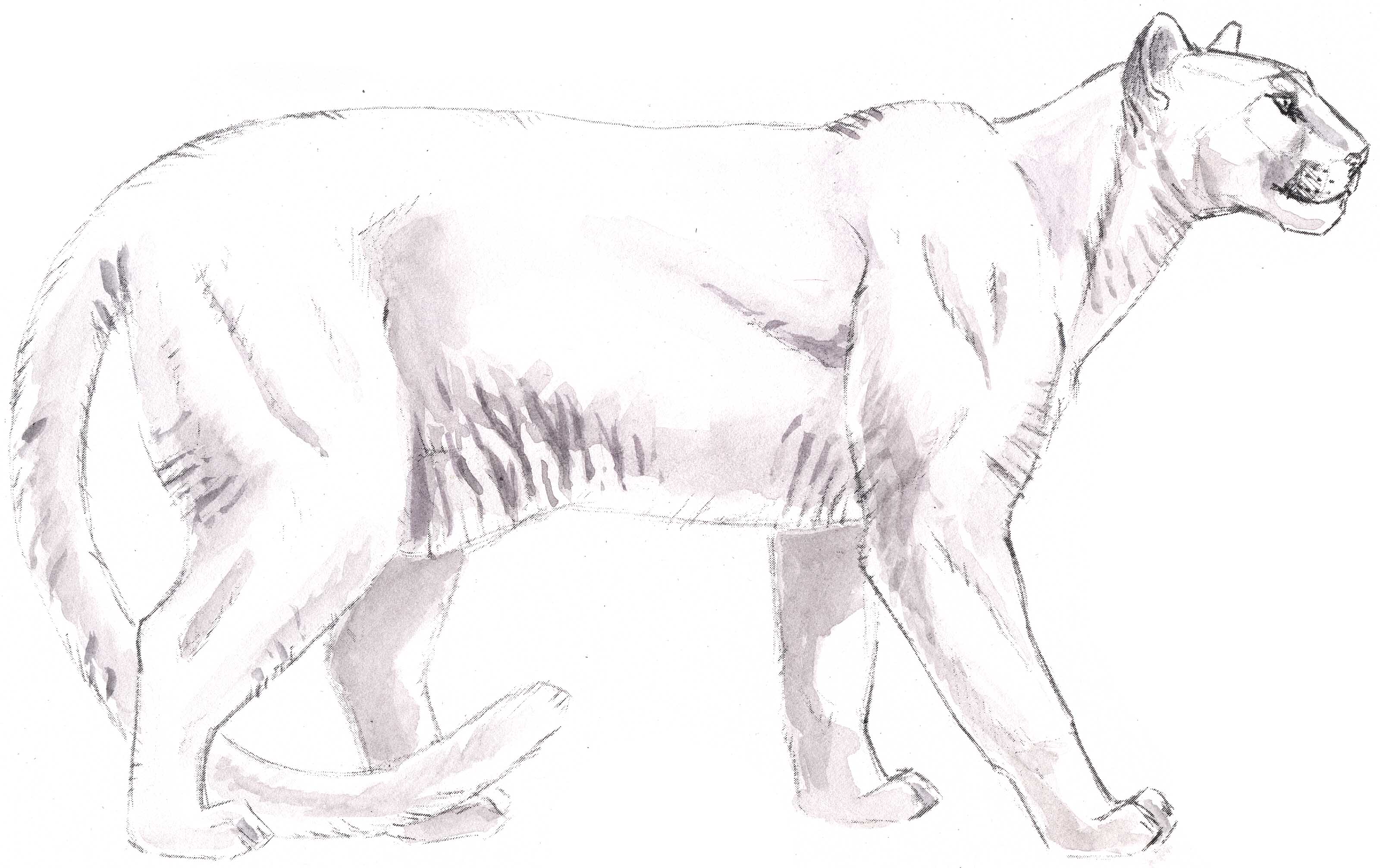 3200x2014 Gorilla Drawing Mountain Lion For Free Download - Mountain Line Drawing