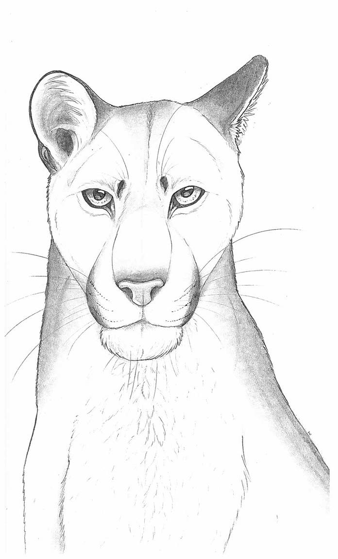 696x1149 Mountain Lion Drawing - Mountain Line Drawing