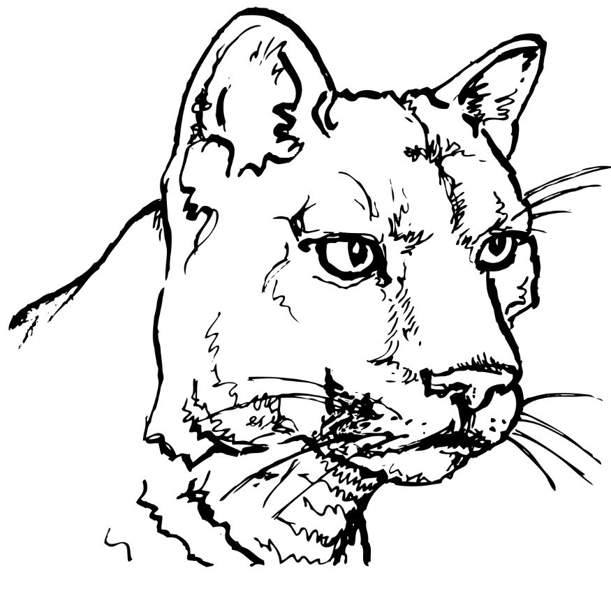 875x854 Mountain Lion Safety - Mountain Line Drawing