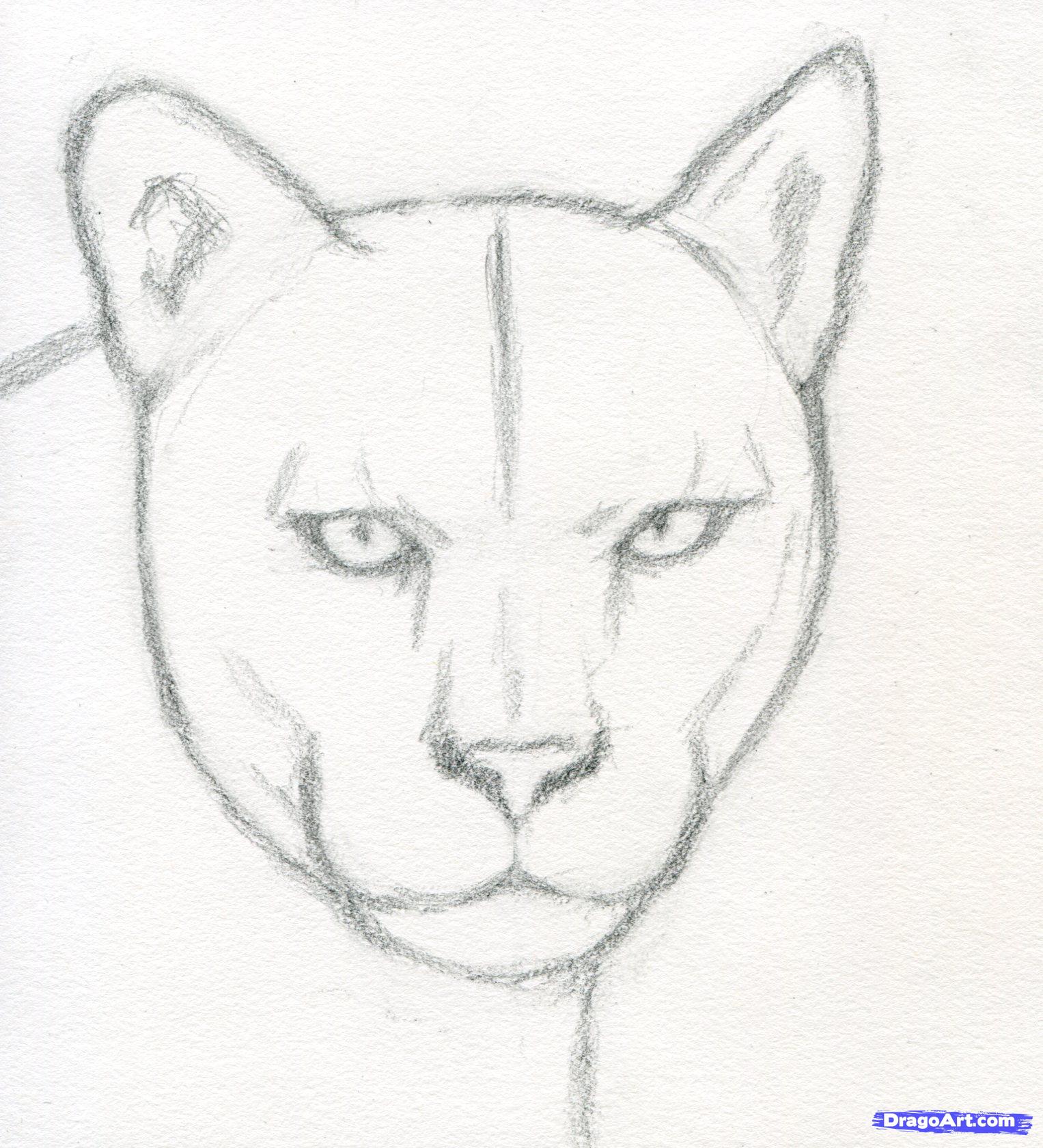1527x1679 draw a realistic puma, mountain lion, step - Mountain Line Drawing