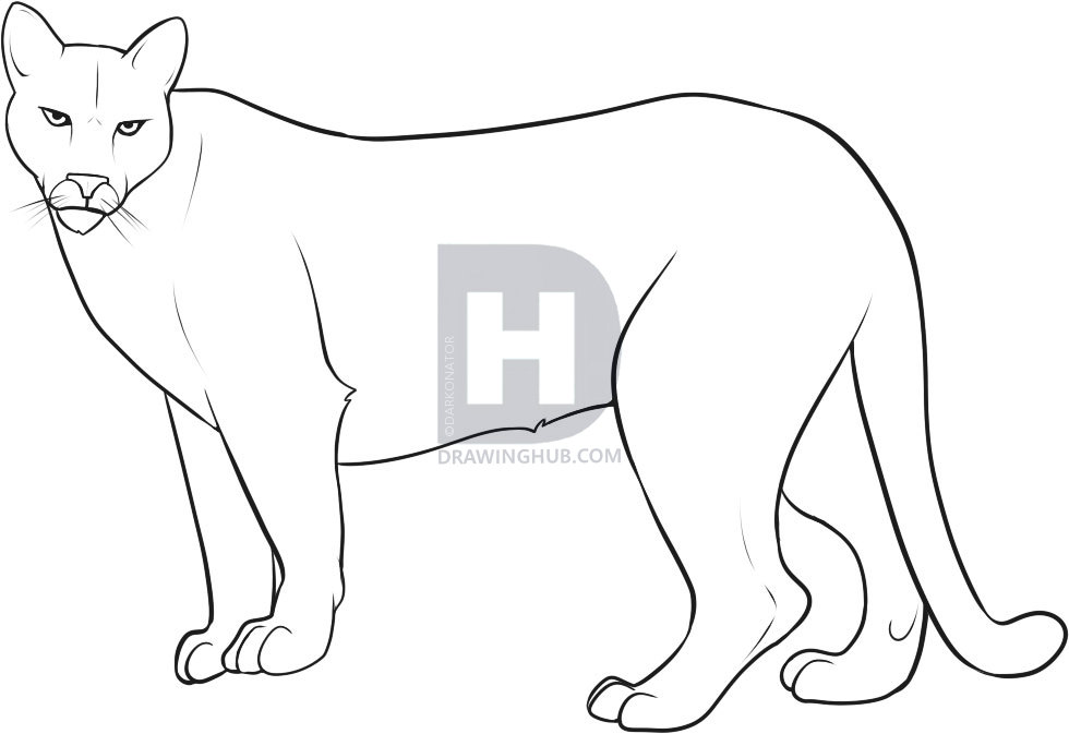 980x673 How To Draw A Mountain Lion, Step - Mountain Line Drawing