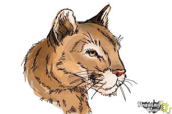 600x400 how to draw a mountain lion - Mountain Lion Drawing