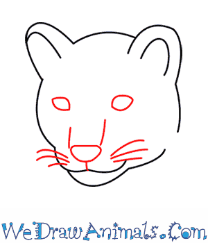 300x350 how to draw a mountain lion - Mountain Lion Drawing