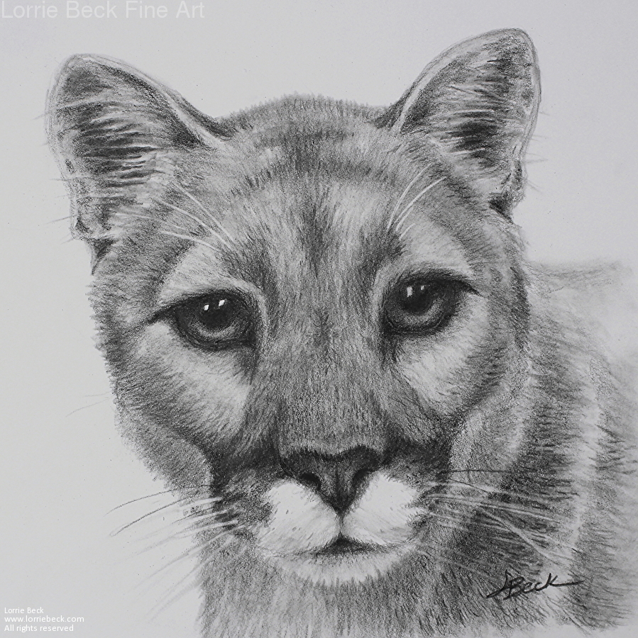 Mountain Lion Drawing at Explore collection of