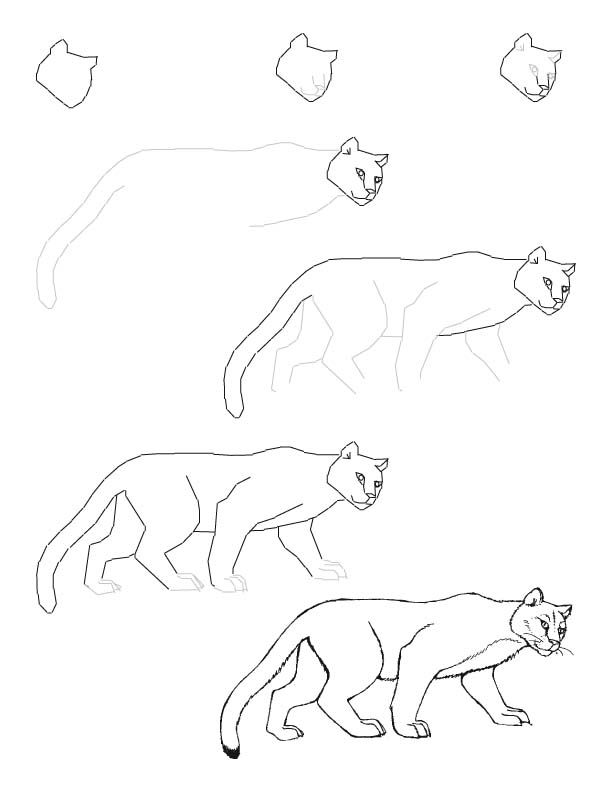 612x792 mountain lion drawing lesson art drawing lessons lion drawing - Mountain Lion Drawing