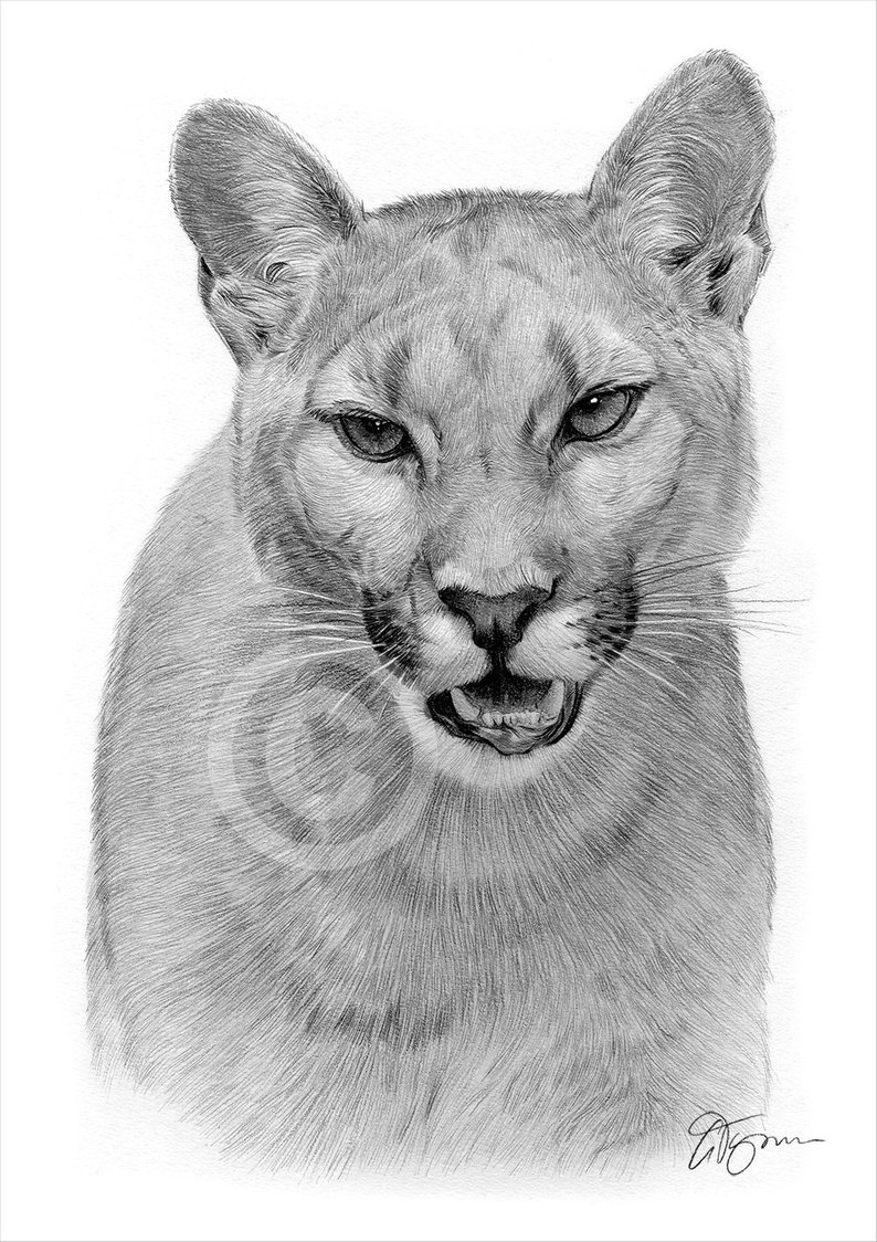 Mountain Lion Drawing at PaintingValley.com | Explore collection of ...