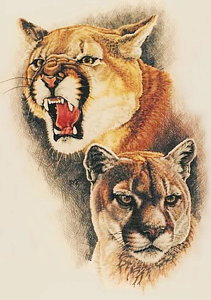 211x300 mountain lion drawings - Mountain Lion Drawing