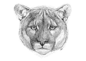 300x214 mountain lion drawings fine art america - Mountain Lion Drawing
