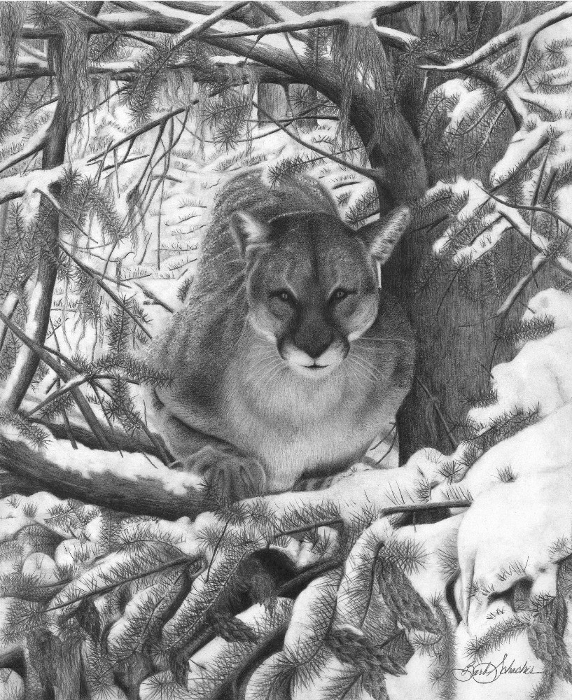 Mountain Lion Drawing at Explore collection of
