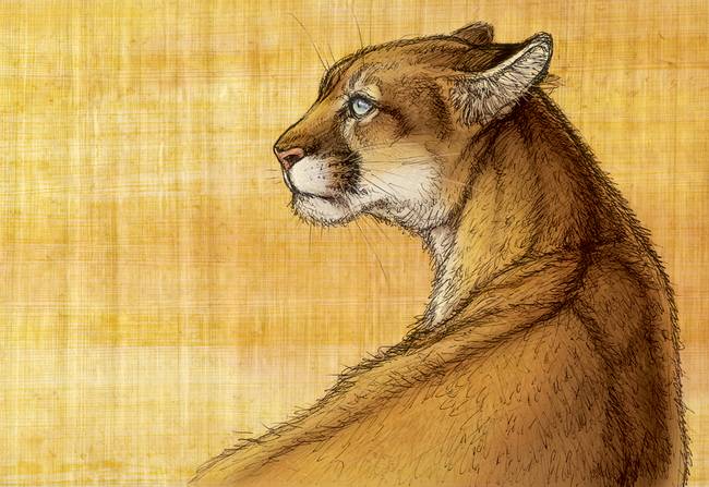 650x447 Sonora - Mountain Lion Drawing