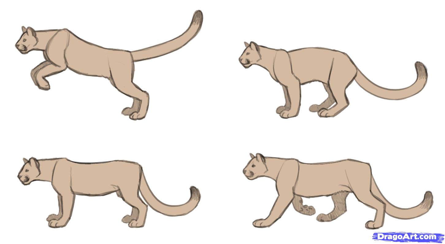 1451x796 step how to draw cougars, mountain lion - Mountain Lion Drawing