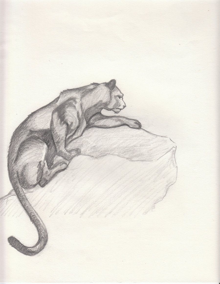 900x1162 mountain lion drawings drawings i like in lion drawing - Mountain Lion Drawing