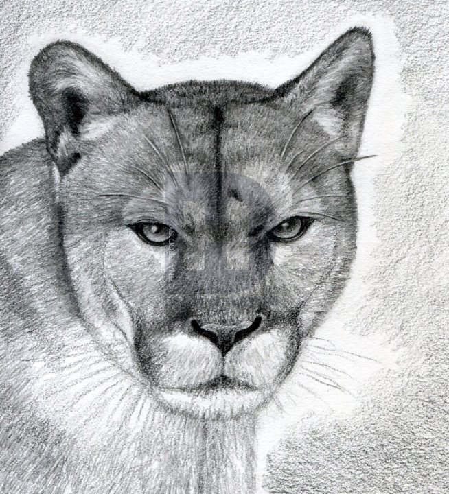 Mountain Lion Drawing at PaintingValley.com | Explore collection of ...