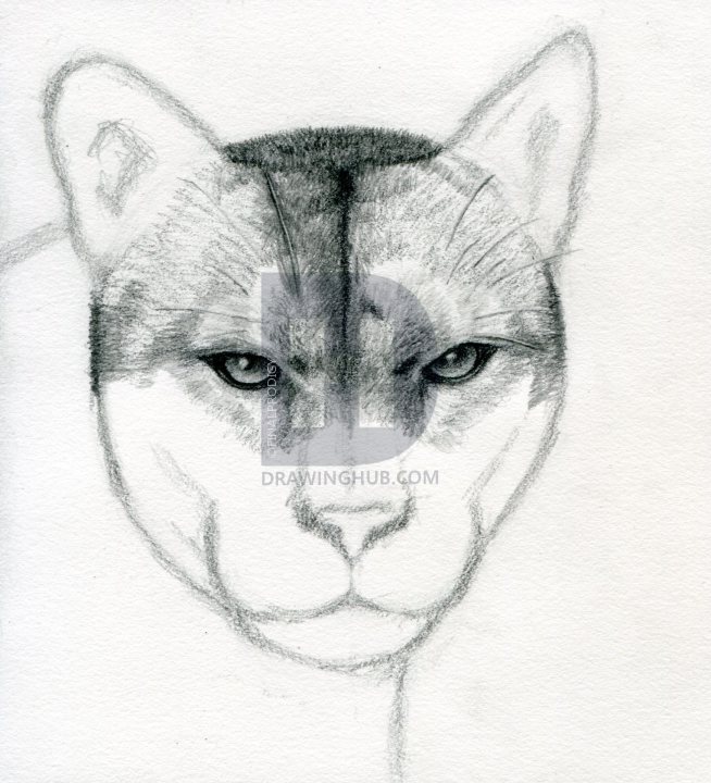 Mountain Lion Face Drawing at PaintingValley.com | Explore collection ...