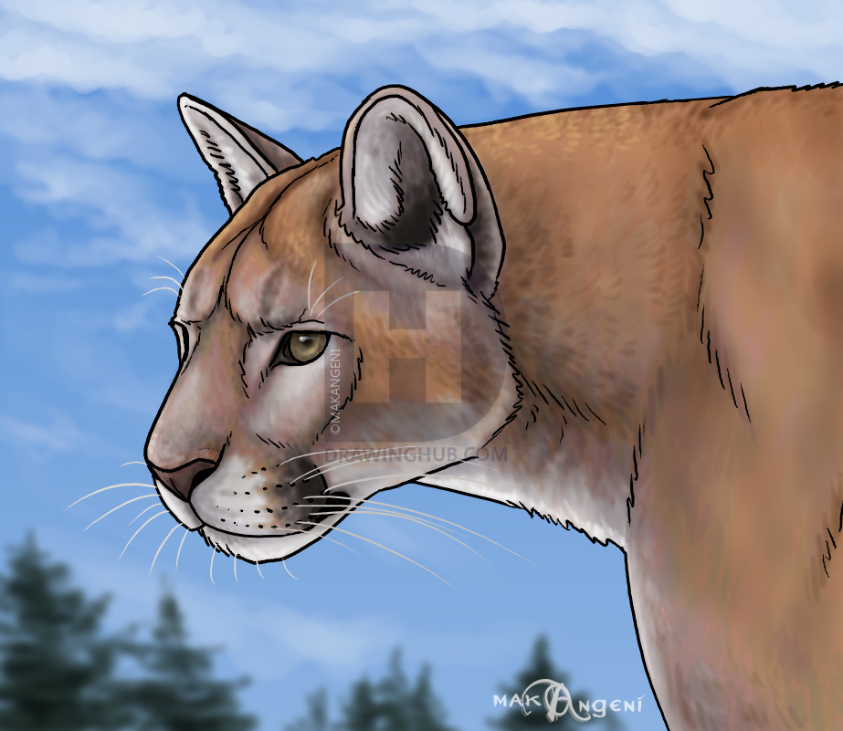 923x801 how to draw cougars, mountain lion, step - Mountain Lion Face Drawing