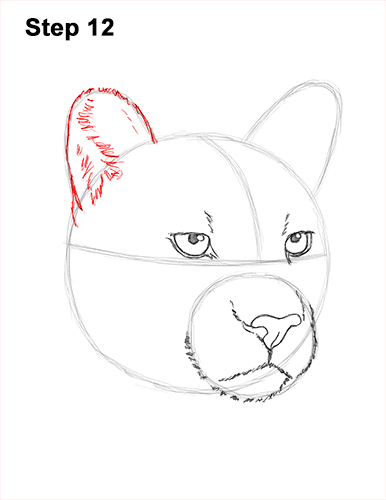 386x500 How To Draw A Cougar - Mountain Lion Face Drawing