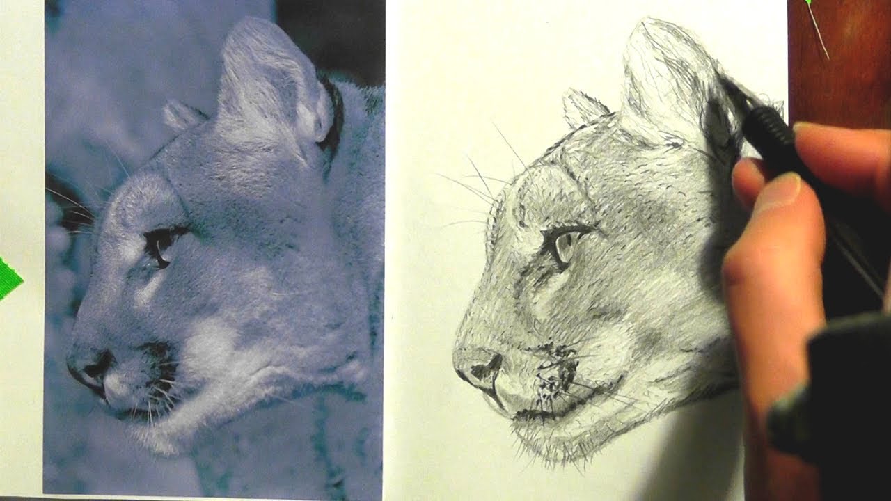 1280x720 how to draw a mountain lion lesson in realism drawing tips - Mountain Lion Face Drawing