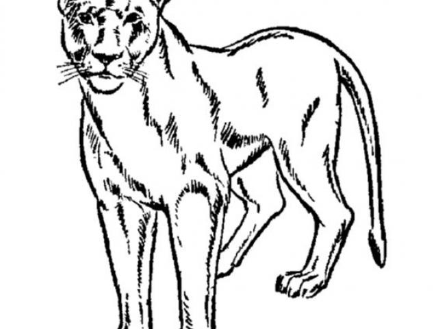 640x480 huge collection of 'mountain lion clipart' download more than - Mountain Lion Face Drawing