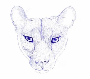 300x264 Lion Face Drawings Fine Art America - Mountain Lion Face Drawing