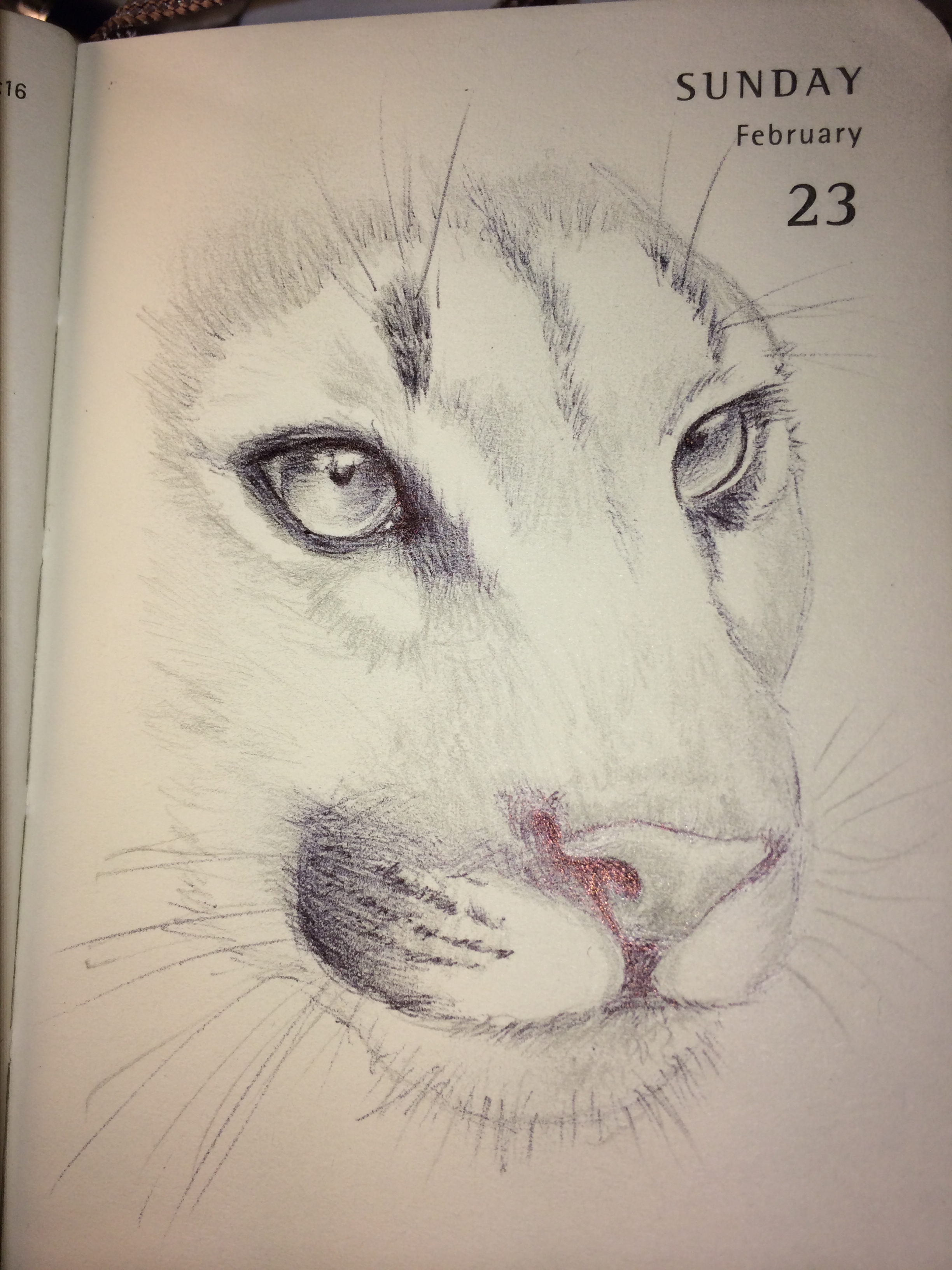2448x3264 mnaitodesigns keeping it as real as possible, one drawing - Mountain Lion Face Drawing