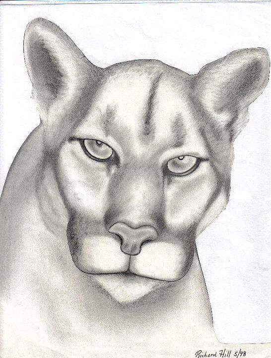 546x720 mountain lion drawing - Mountain Lion Face Drawing