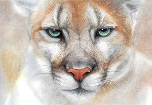 300x207 mountain lion drawings fine art america - Mountain Lion Face Drawing