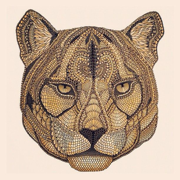 612x612 and the last one of today mountain lion - Mountain Lion Face Drawing